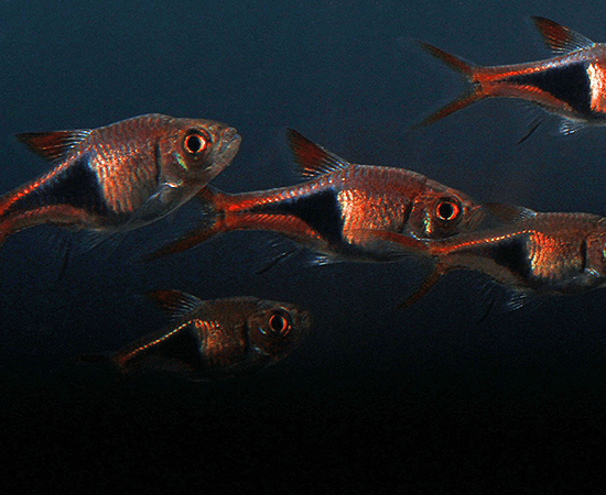 Harlequin Rasbora (Trigonostigma heteromorpha) - Imperial Tropicals