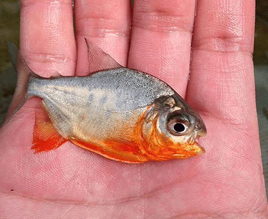 Red Bellied Pacu (Piaractus brachypomus) - Imperial Tropicals