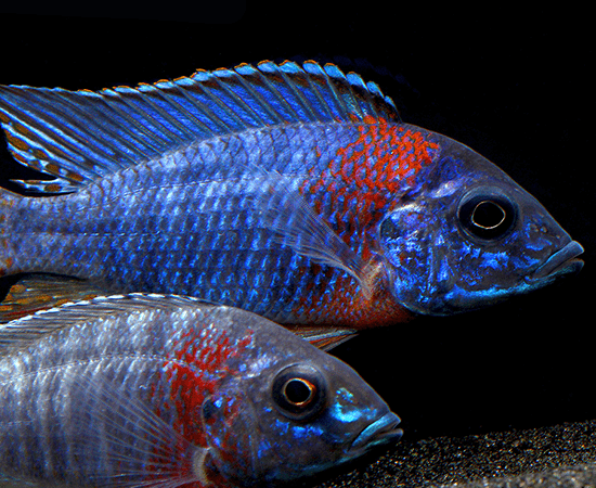 Red Shoulder Peacock (Aulonocara hansbaenschi) - Imperial Tropicals