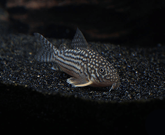 Sterbai Cory (Corydoras sterbai) - Imperial Tropicals