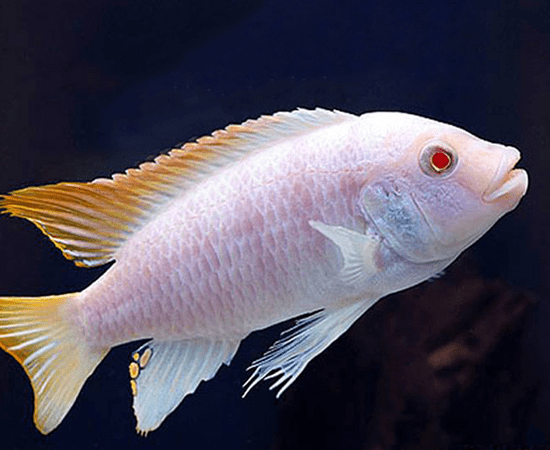 Red Top Albino Zebra (Metriaclima pyrsonotos) - Imperial Tropicals