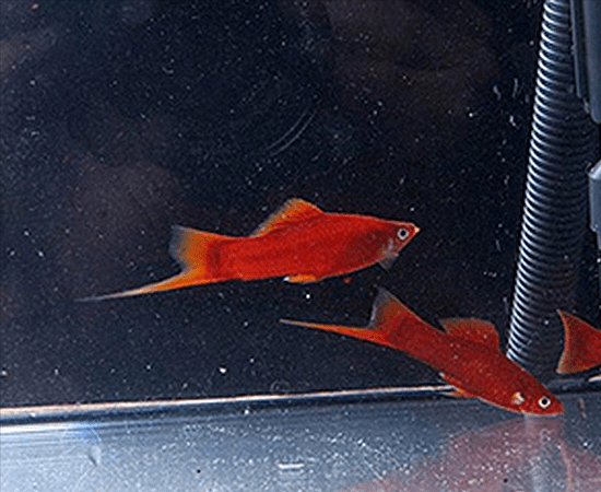 Red Velvet Swordtail (Xiphophorus hellerii) - Imperial Tropicals