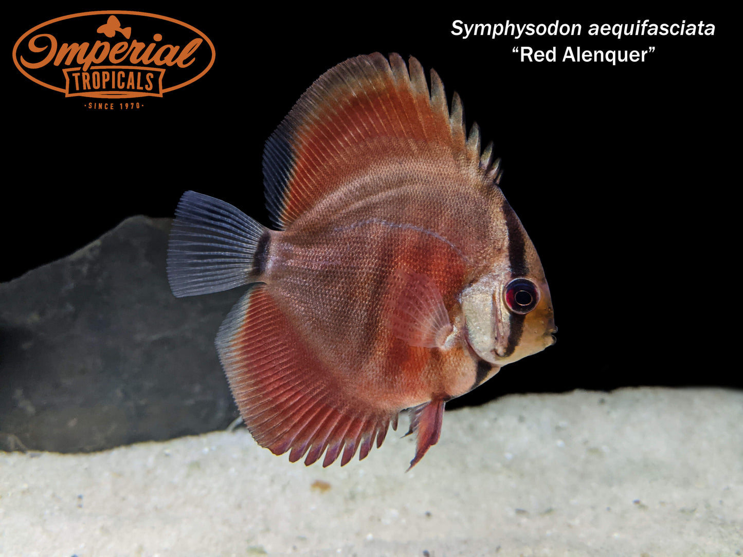 Red Alenquer Discus