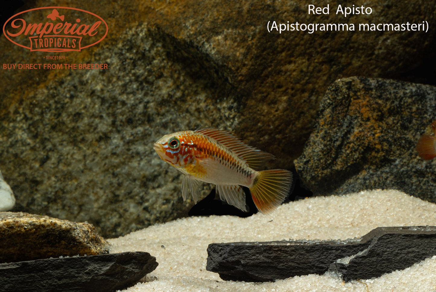 Red Neck Apistogramma