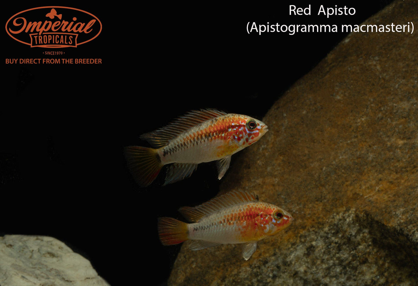 Red Neck Apistogramma