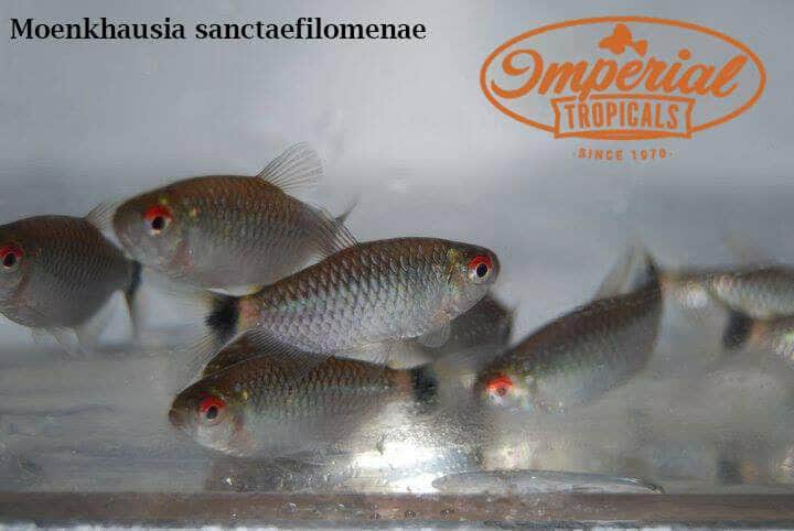 Red Eye Tetra