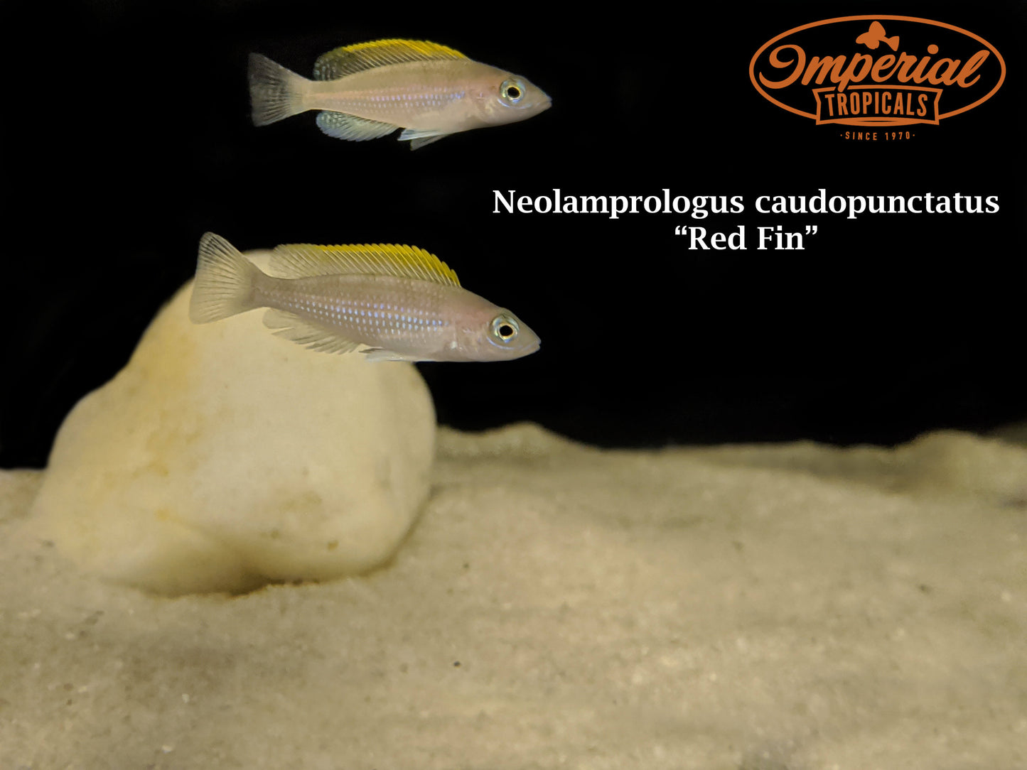Red Fin Caudopunctatus "Kapampa"