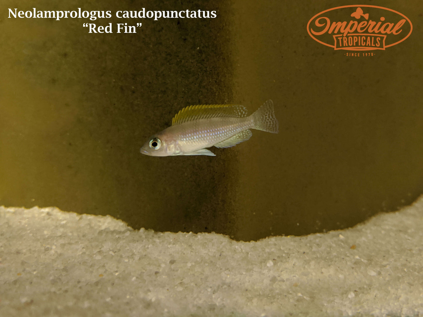 Red Fin Caudopunctatus "Kapampa"