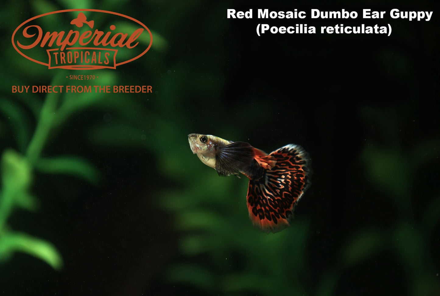 Red Mosaic Dumbo Ear Guppy