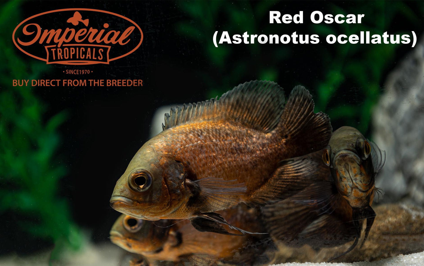Red Oscar