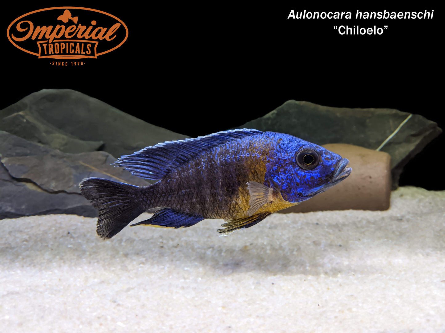 Red Shoulder Peacock "Chiloelo"