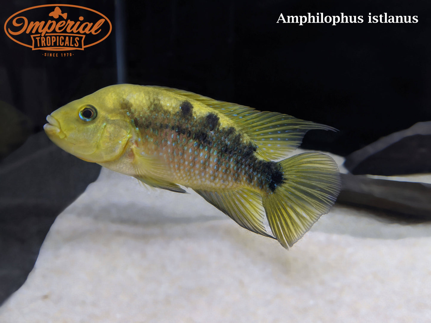 Red Side Cichlid