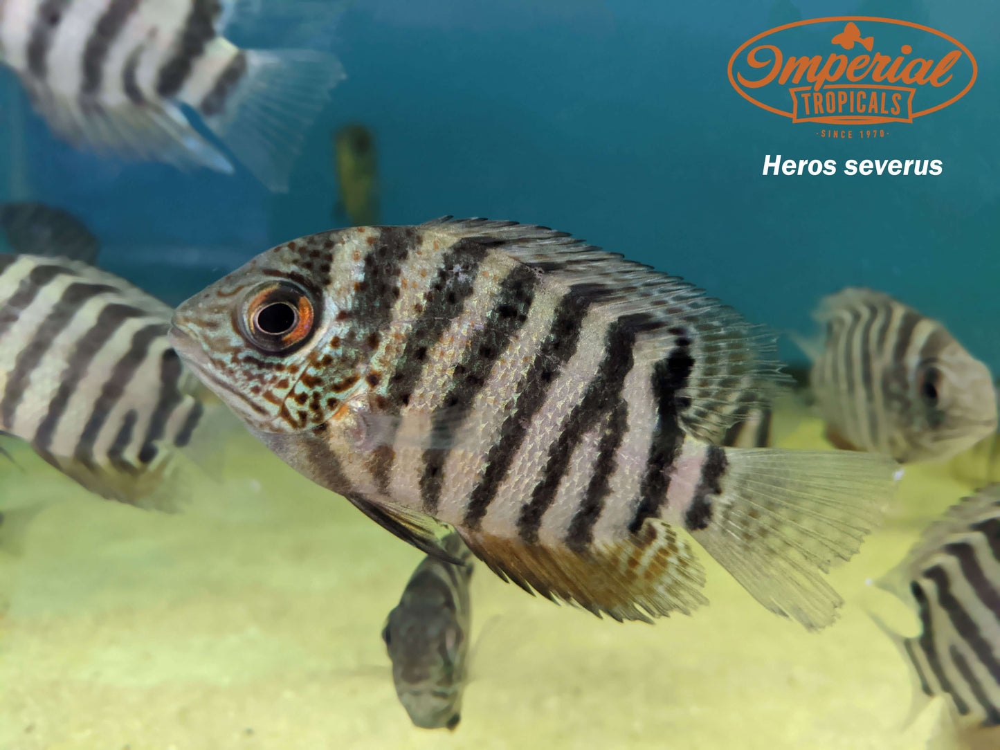 Red Tiger Severum