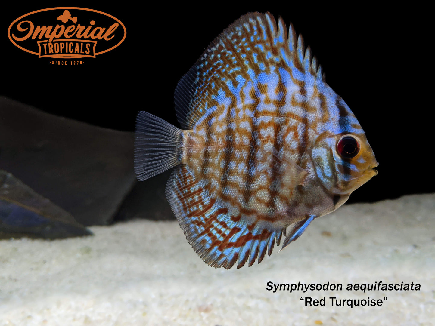 Red Turquoise Discus