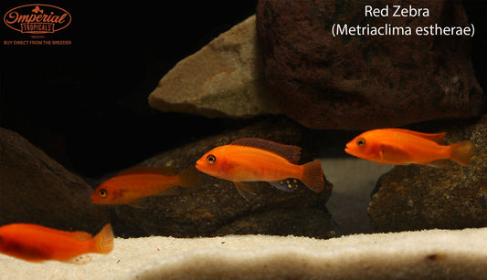 Red Zebra