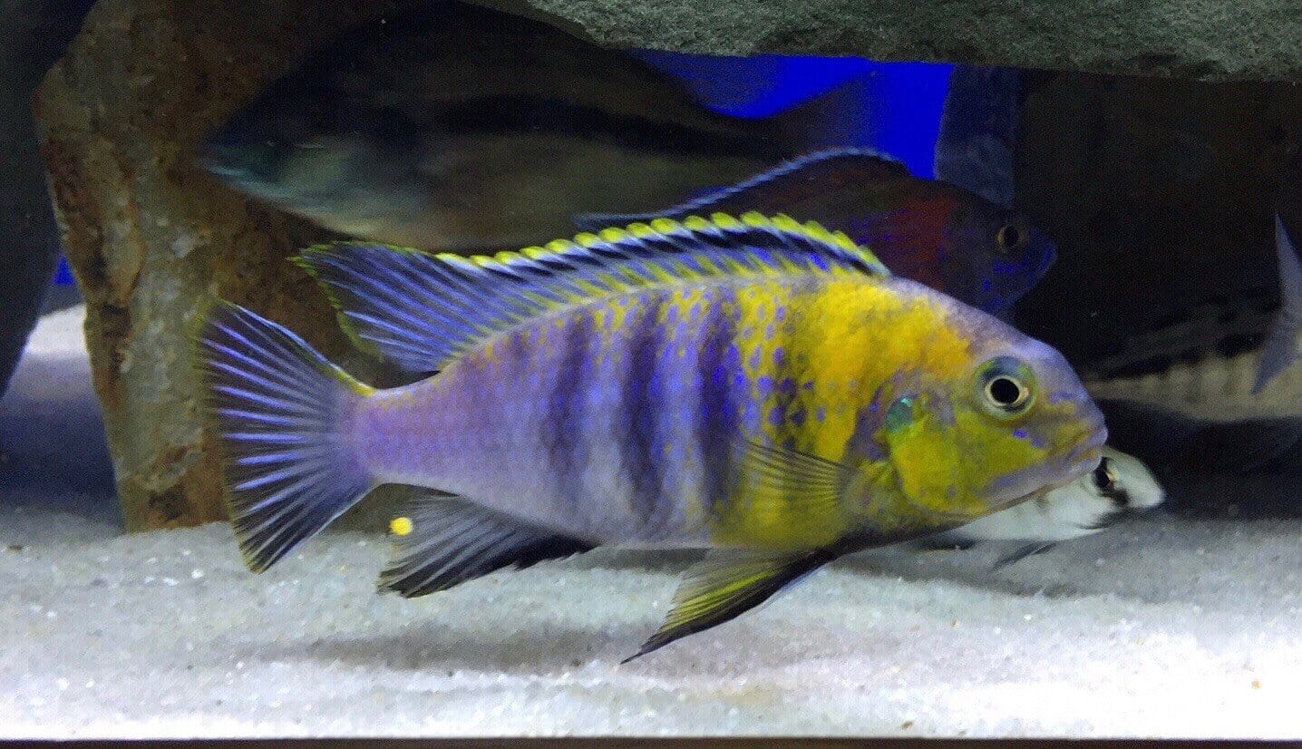 Red Cheek (Tropheops sp.) - Imperial Tropicals