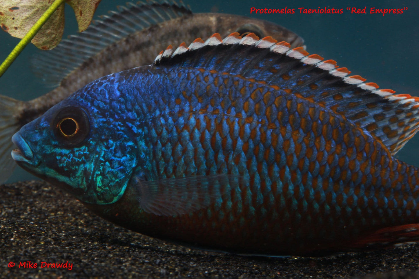 Red Empress (Protomelas taeniolatus) - Imperial Tropicals