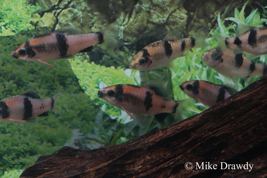 Panda Barb (Haludaria fasciata) - Imperial Tropicals