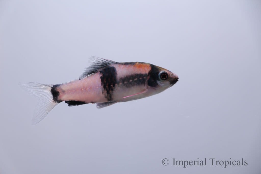 Panda Barb (Haludaria fasciata) - Imperial Tropicals