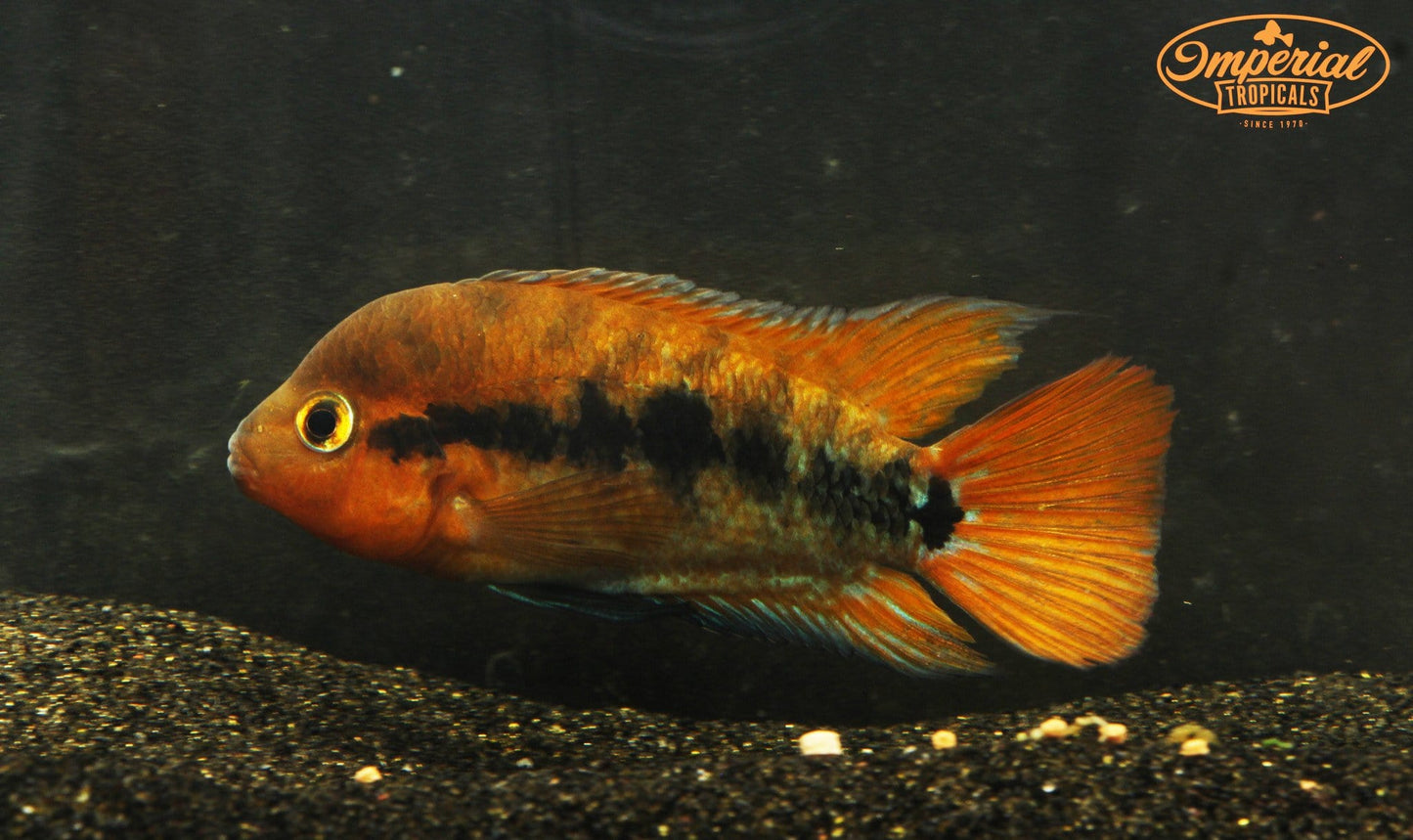 Red Rainbow Cichlid (Herotilapia multispinosus) - Imperial Tropicals