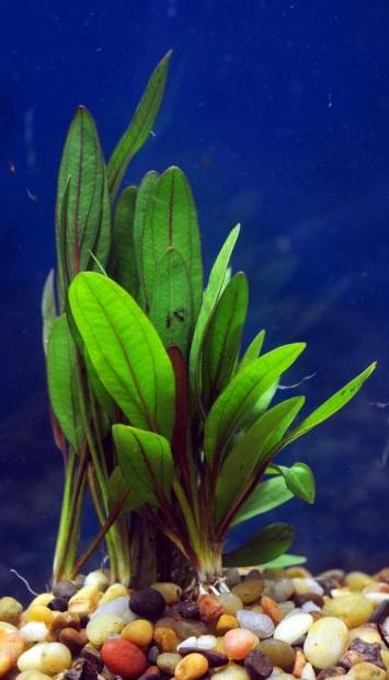 Red Rubin Sword (Echinodorous sp.) - Imperial Tropicals