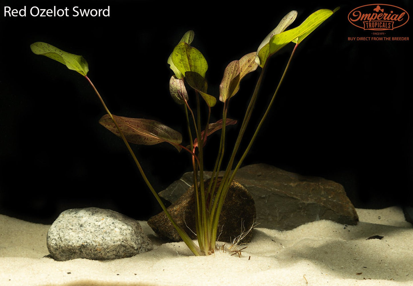 BOGO Red Ozelot Sword