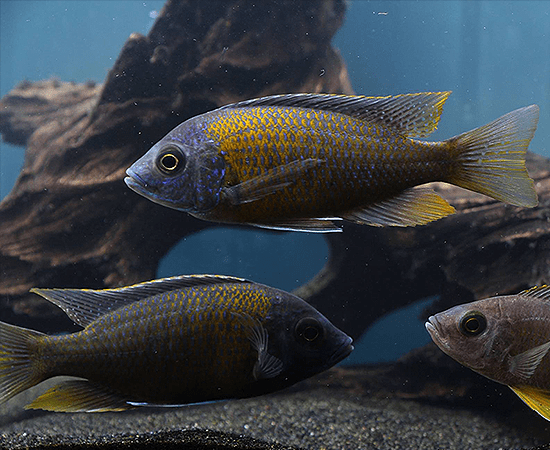 Red Fin Borleyi "Kadango" (Copadichromis borleyi) - Imperial Tropicals