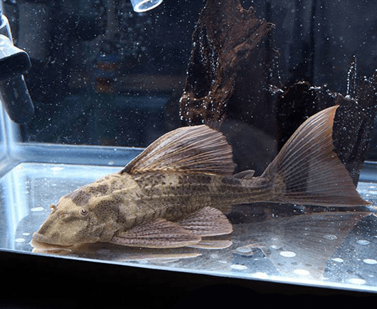 Red Fin Pleco (Hypostomus laplatae) - Imperial Tropicals