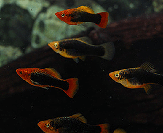 Red Tail Black Variatus Platy (Xiphophorus variatus) - Imperial Tropicals