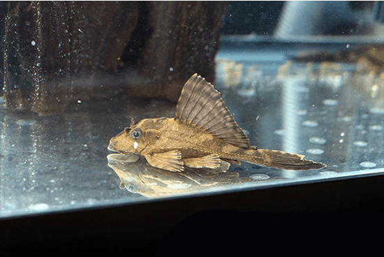 Rhino Pleco (Pterygoplichthys scrophus) - Imperial Tropicals