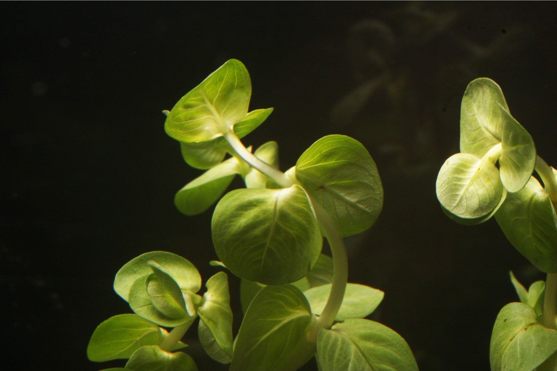 (Rotala indica) - Imperial Tropicals