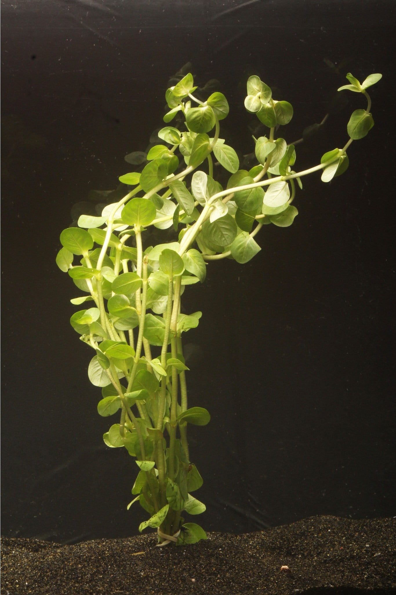 (Rotala indica) - Imperial Tropicals