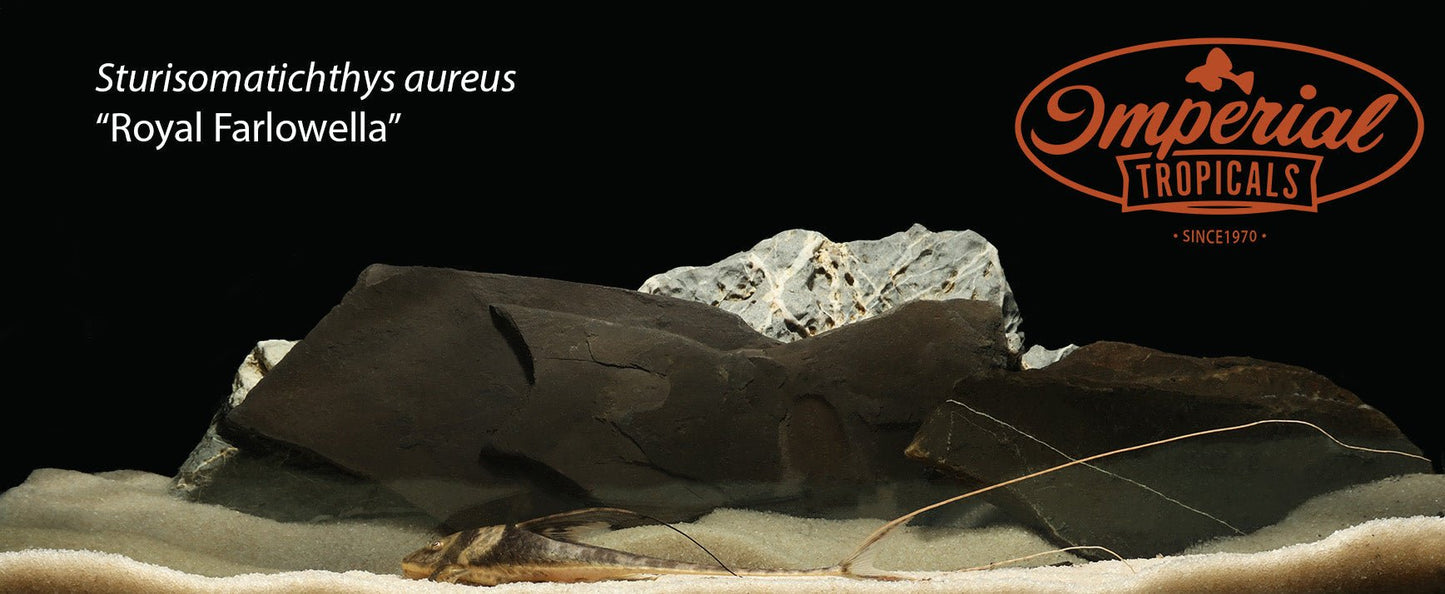 Royal Farlowella
