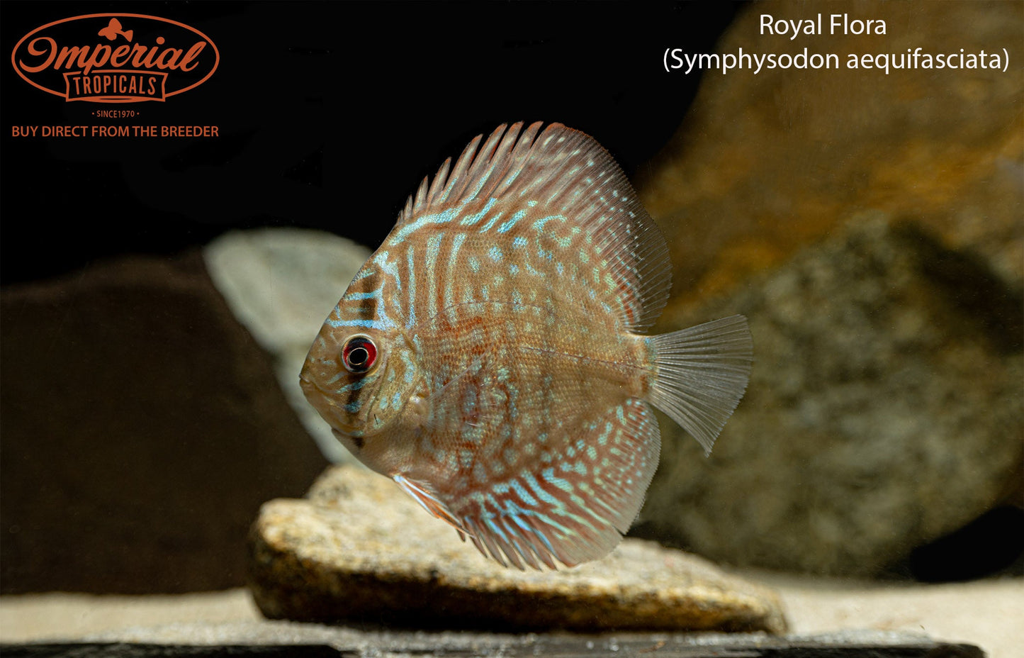 Royal Flora Discus