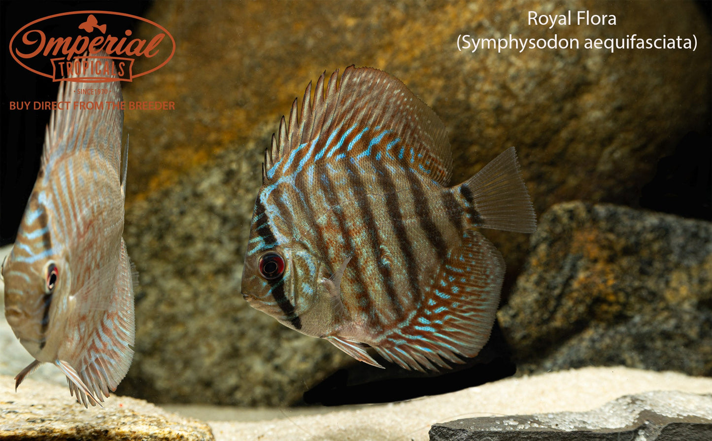 Royal Flora Discus