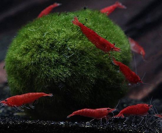 Sakura Grade Cherry Shrimp (Neocaridina davidi) - Imperial Tropicals