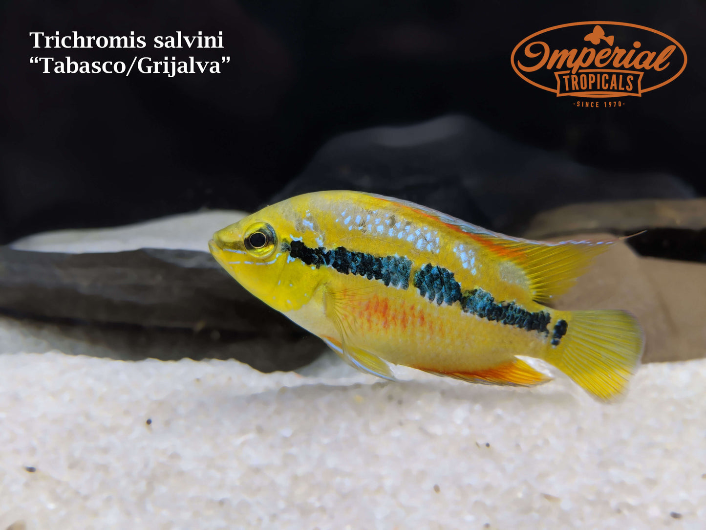 Salvin's Cichlid "Tabasco/Grijalva"