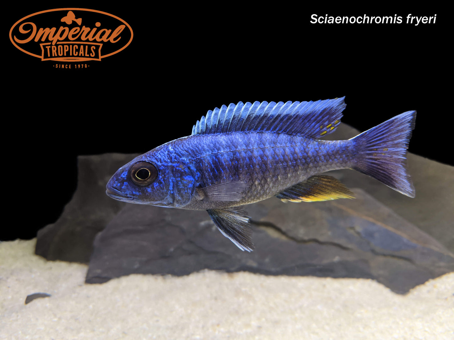 Electric Blue Fryeri  "German Strain"