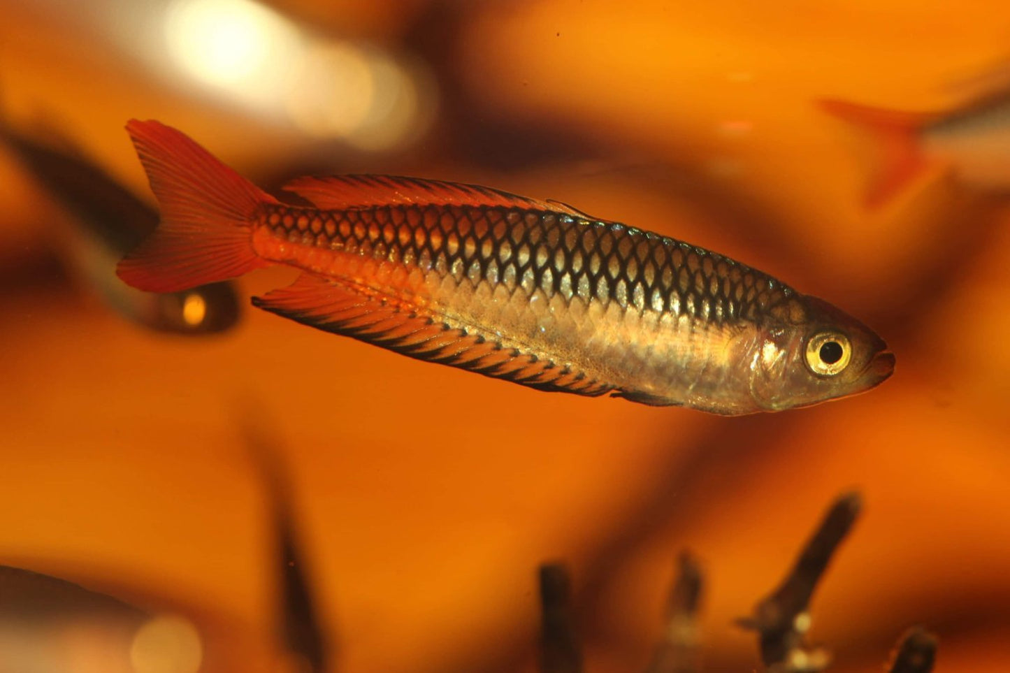 Seary's Creek Ornate Rainbowfish