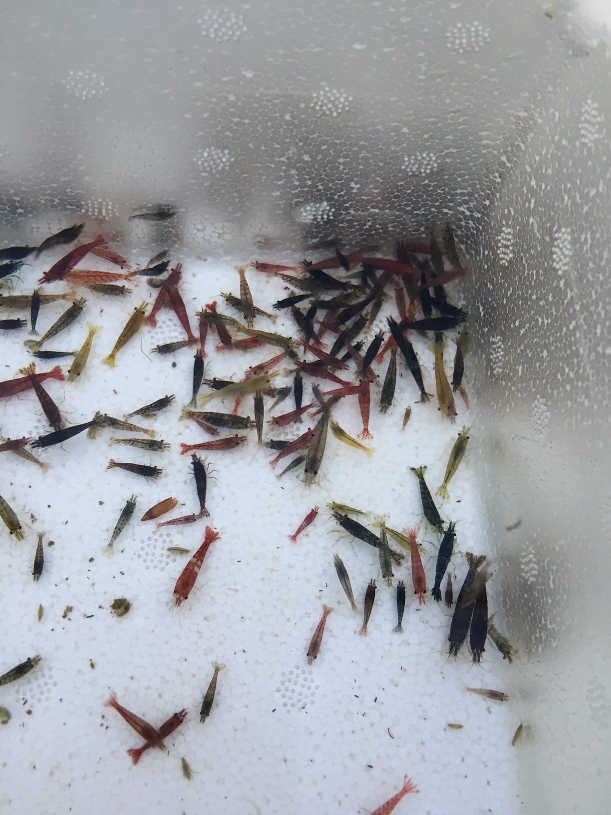 Mixed Neocaridina Shrimp (Neocaridina davidi) - Imperial Tropicals