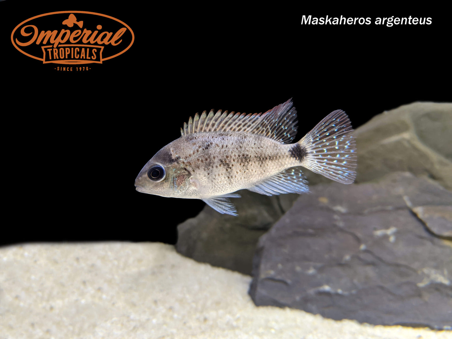 Silver Cichlid (Maskaheros argenteus)