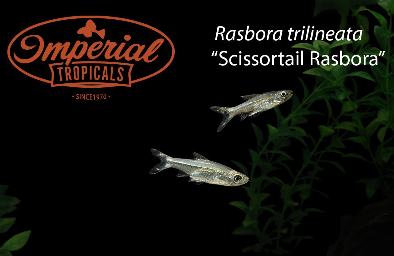 Scissortail Rasbora