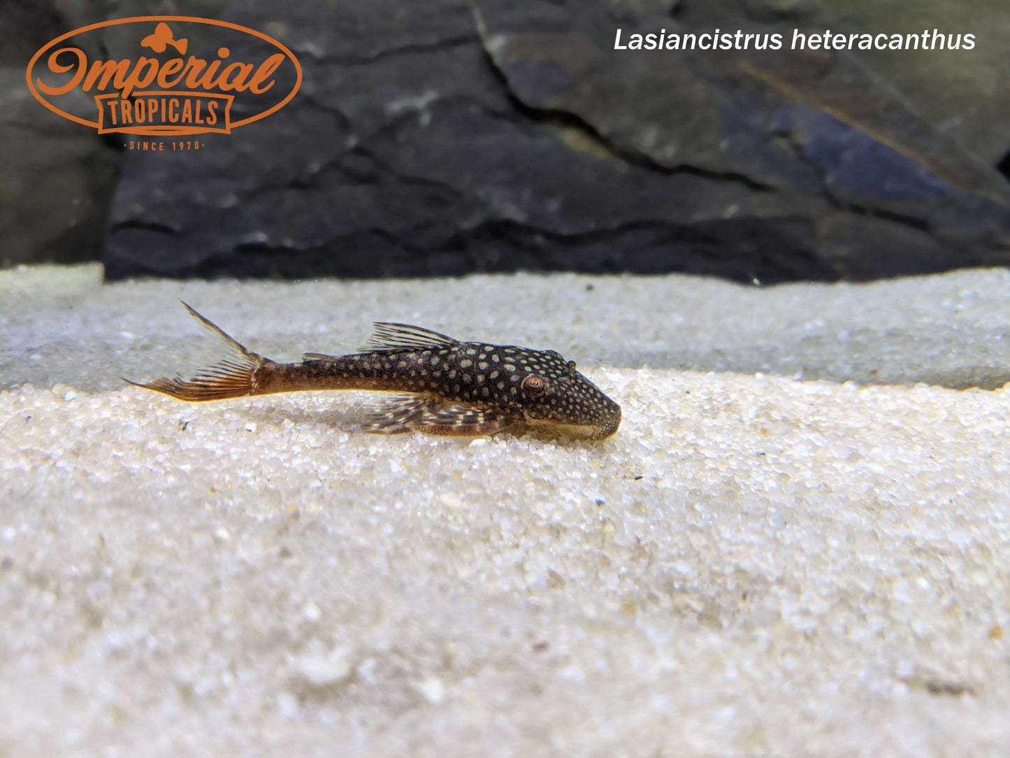 Small Spot Red Eye Pleco