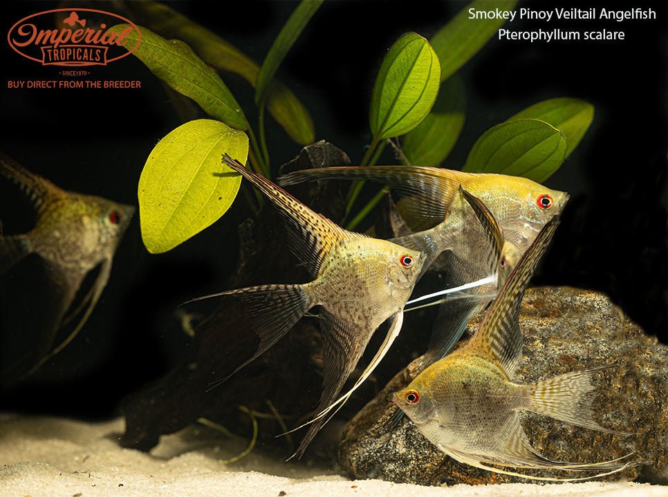 Veiltail Smokey Pinoy Angelfish