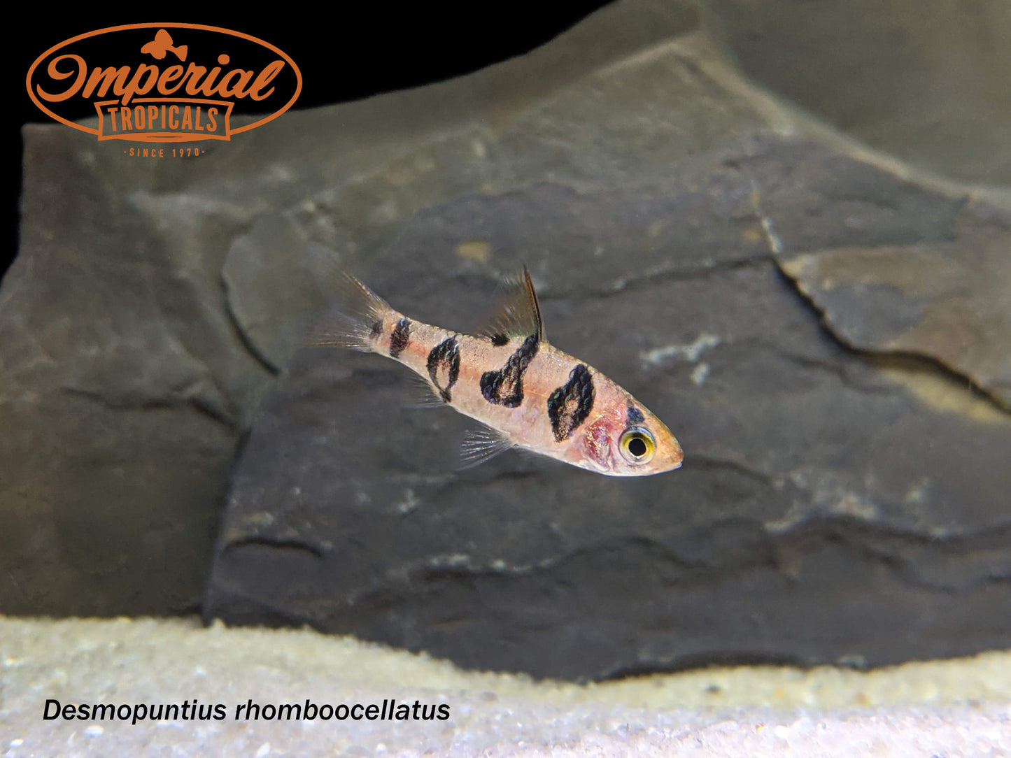 Snakeskin Barb