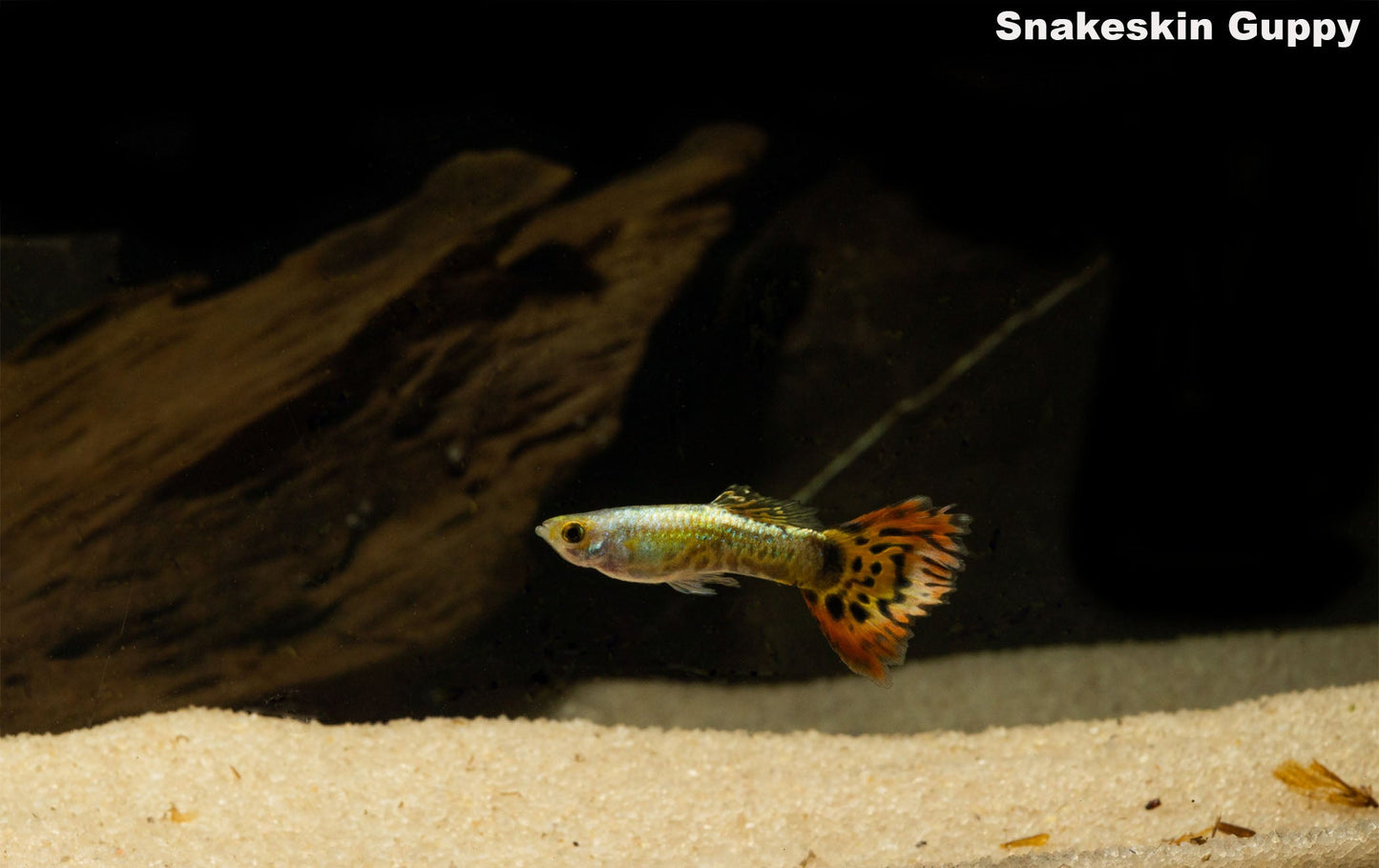 Yellow Snakeskin Guppy