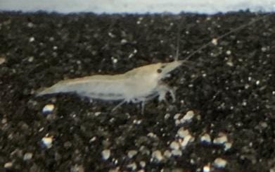 Snowball Shrimp (Neocaridina davidi) - Imperial Tropicals