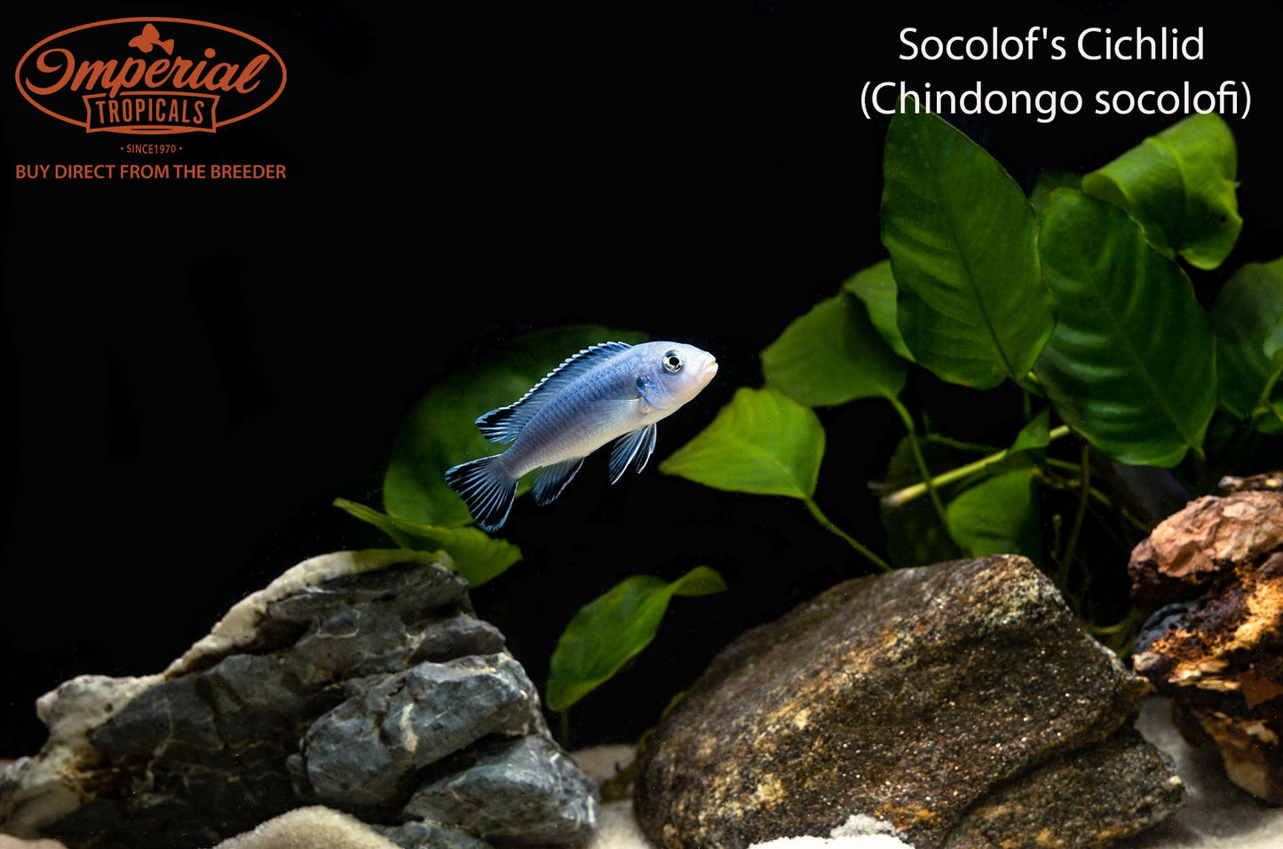 Socolofi Cichlid