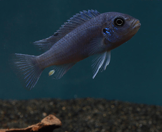 Socolof's Cichlid (Pseudotropheus socolofi) - Imperial Tropicals