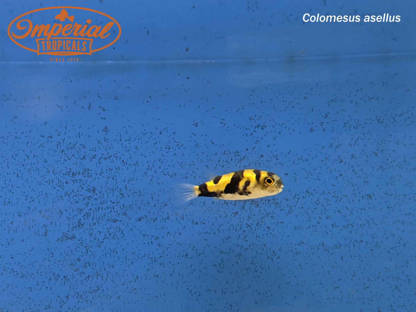 South American Puffer